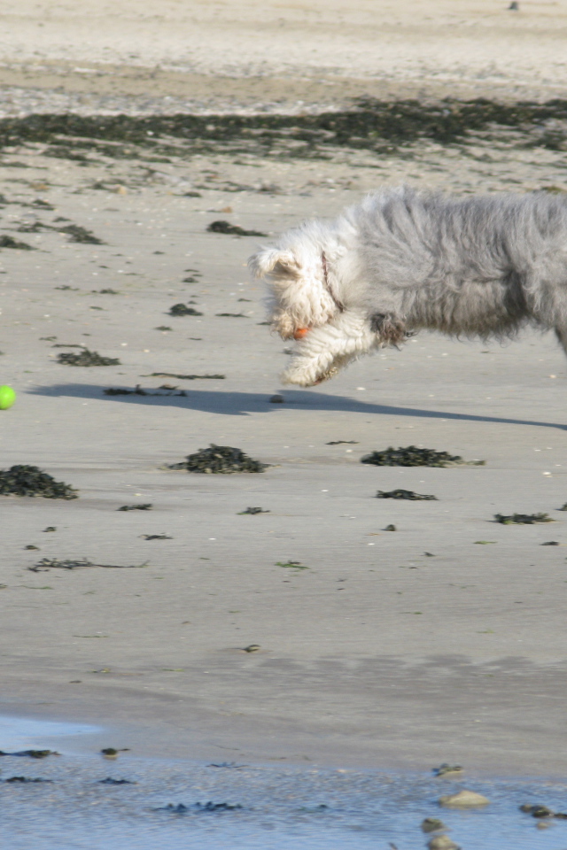 Бобтейл ловит мяч