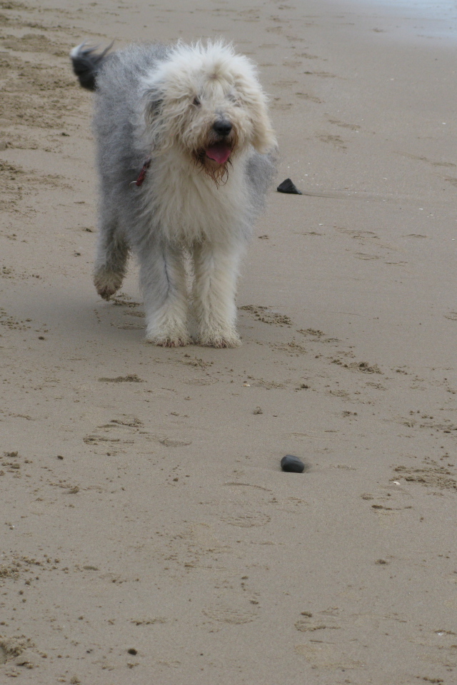 Собака бобтейл на пляже