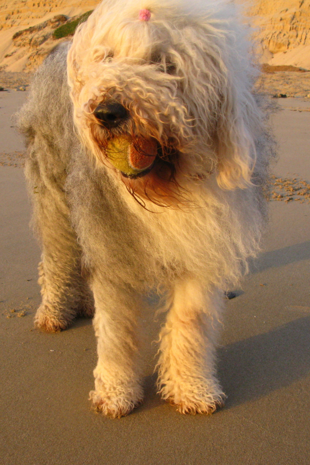 Лохматый бобтейл с мячом