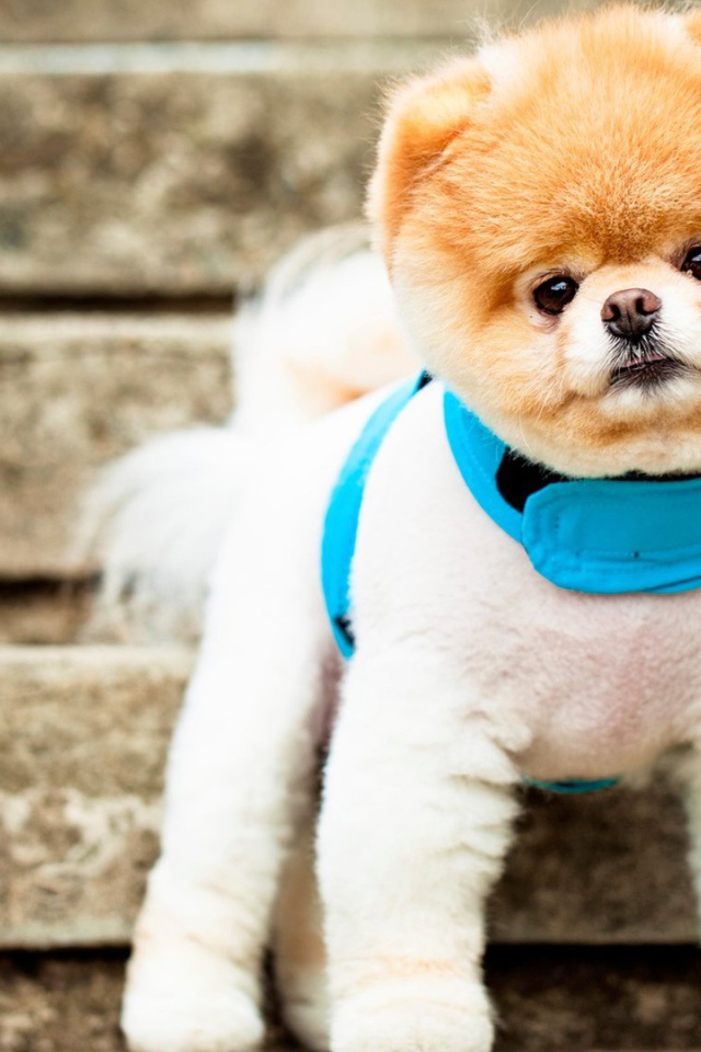 Самая симпатичная собака Бу