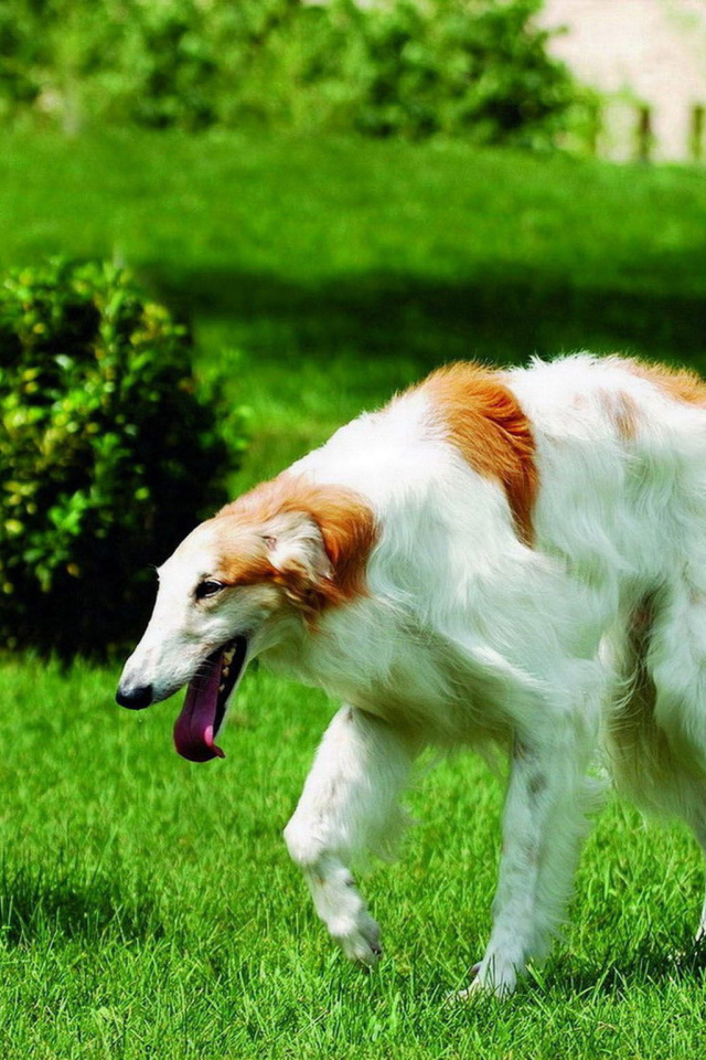 Борзая бежит по газону