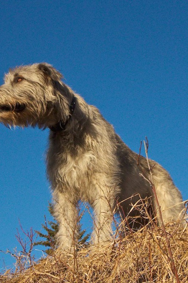 Порода собак ирландский волкодав