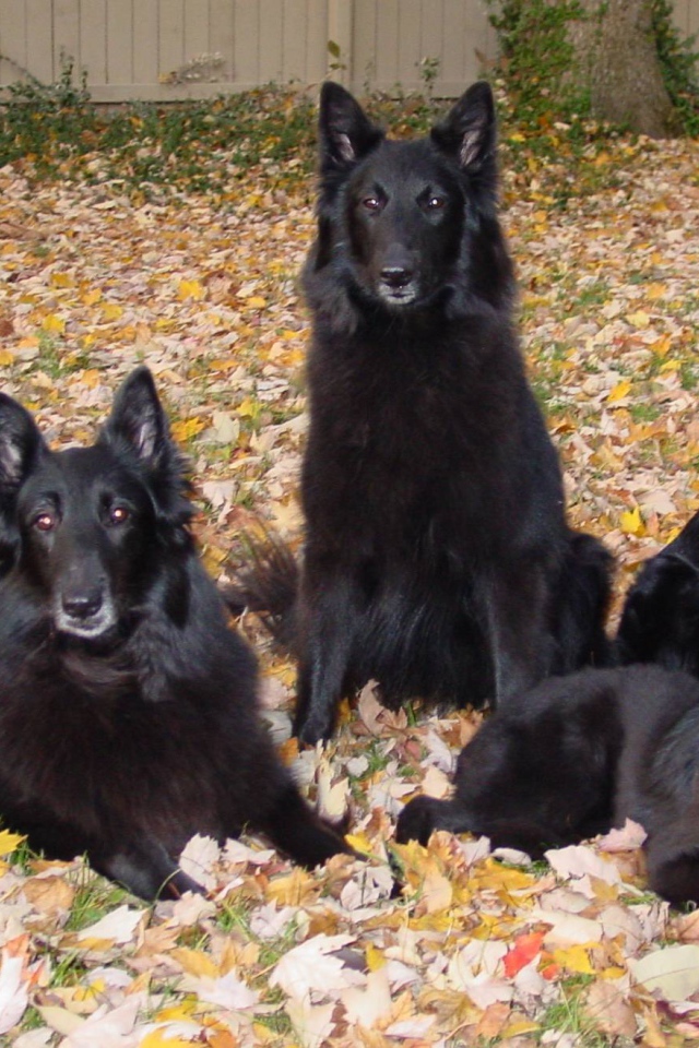 Порода собак муди