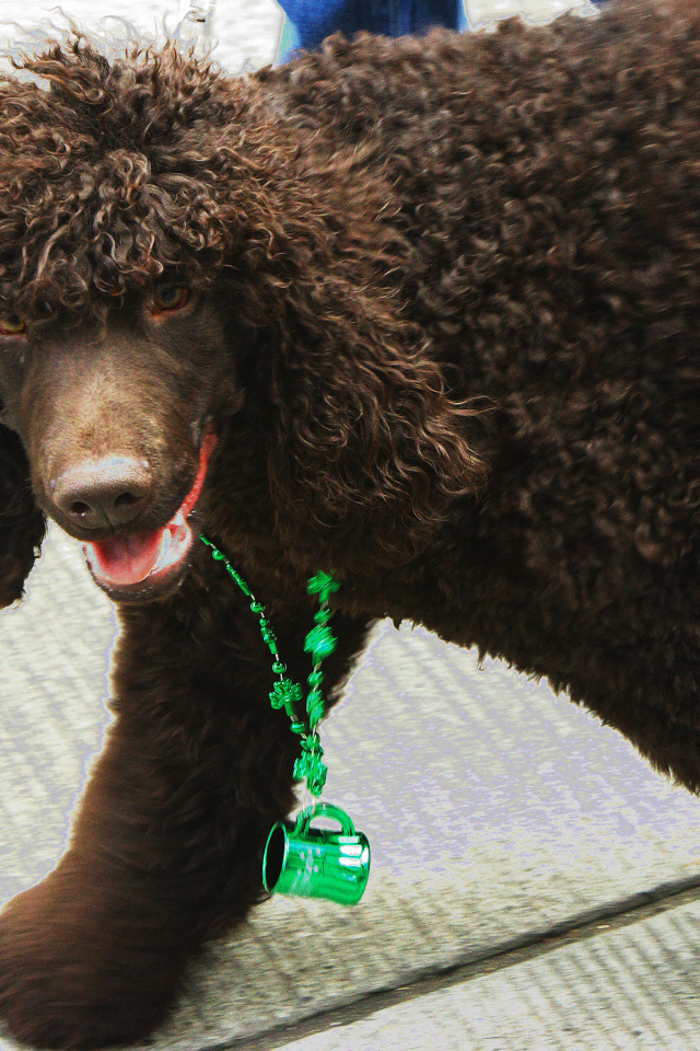 Коричневый ирландский водяной спаниель