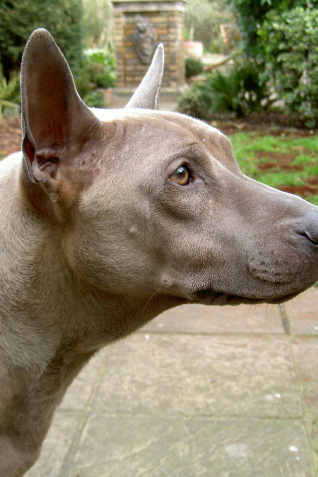 Коричневый тайский риджбек