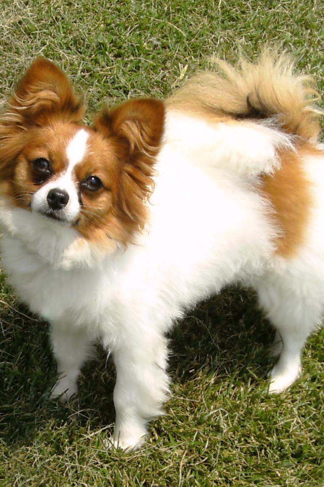 Бело коричневый папильон