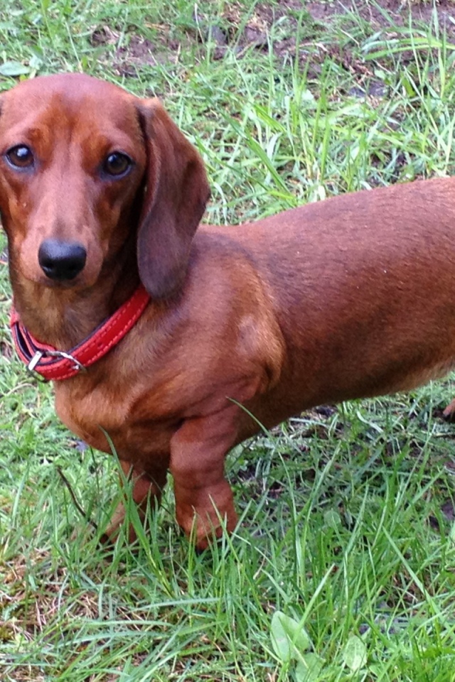 Коричневая такса на траве