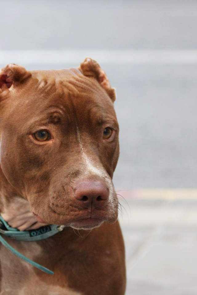 Коричневый питбуль на поводке