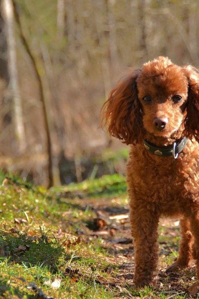 Коричневый пудель в лесу