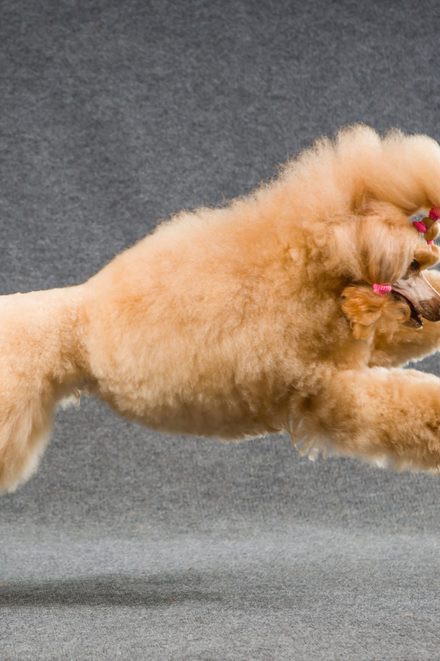 Коричневый пудель прыгает