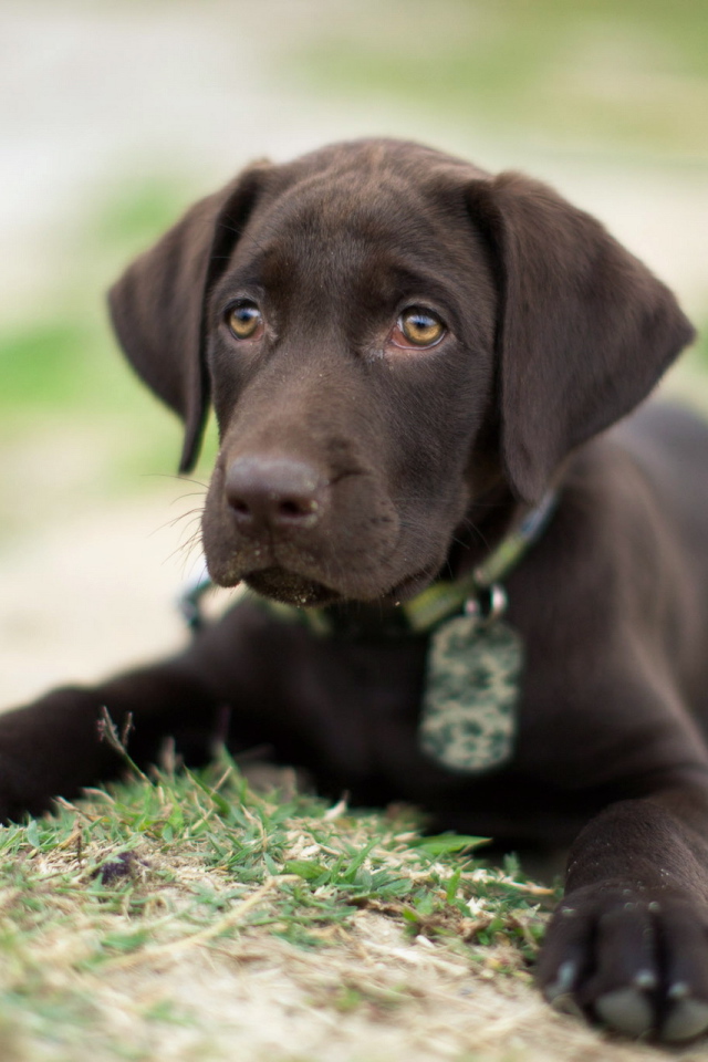 Коричневый щенок на траве