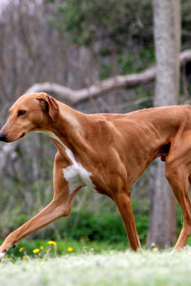 Коричневый худой азавак