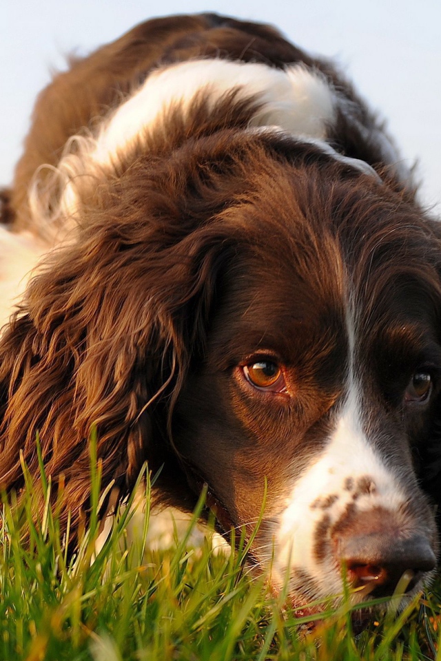 Коричневый спаниель в поле