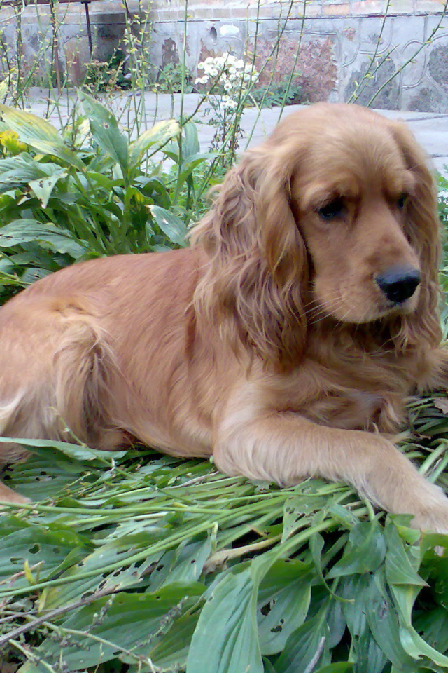 Коричневый спаниель на траве