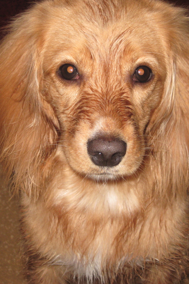 Горящие глаза спаниеля