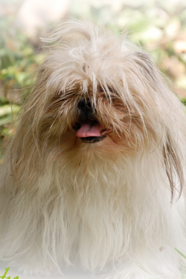 Открытка с псом шитцу