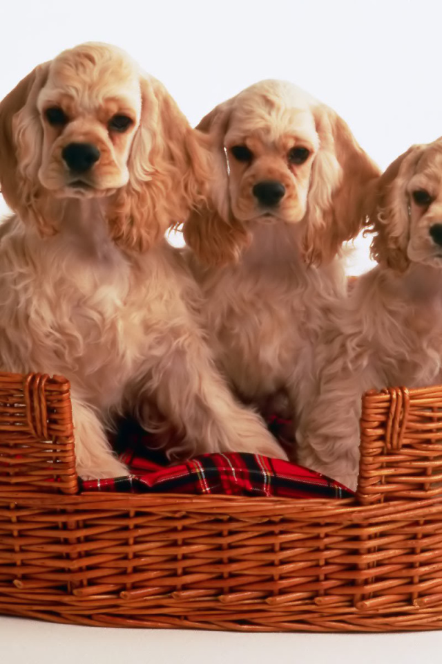 Корзина щенков спаниеля