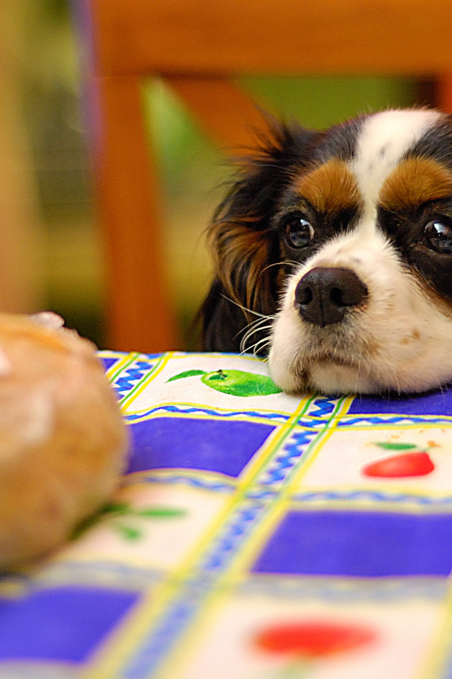 Кавалер кинг чарльз спаниель у стола