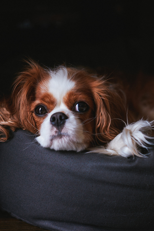 Кавалер кинг чарльз спаниель на пуфике