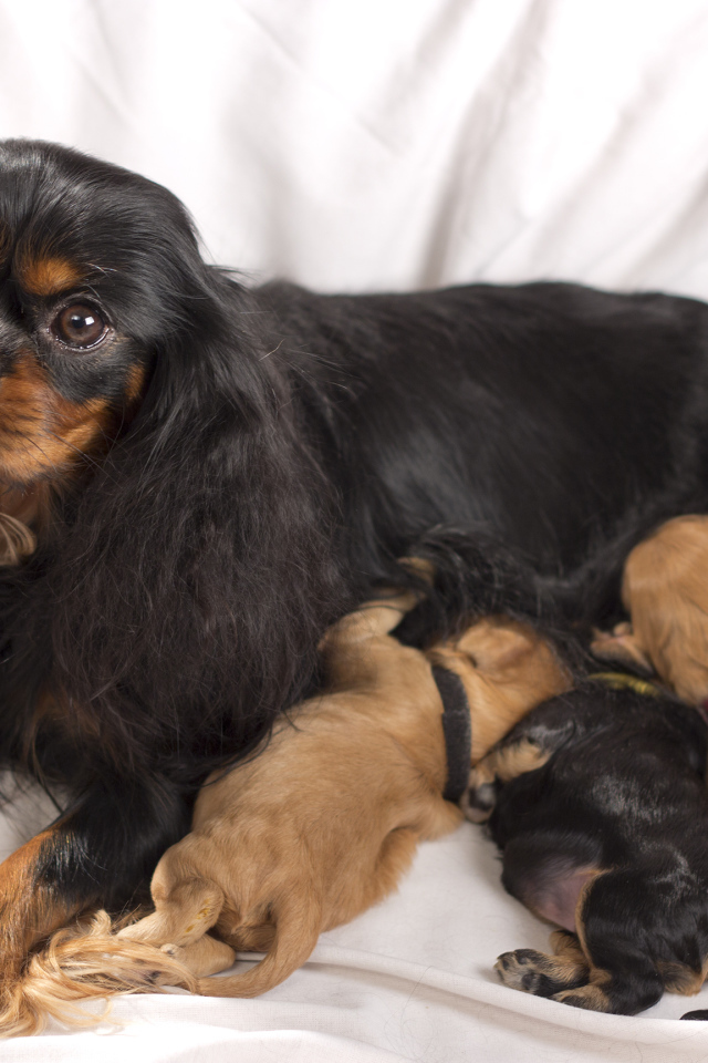 Кавалер кинг чарльз спаниель с щенками