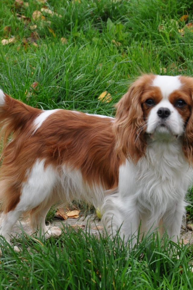 Кавалер кинг чарльз спаниель