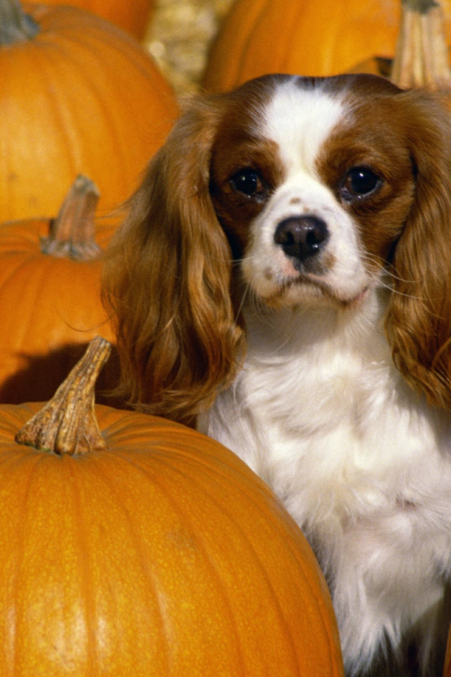 Кавалер Кинг Чарльз спаниель