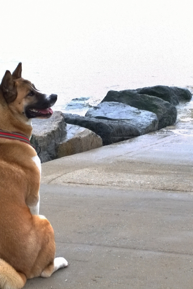 Веселый пес американская акита у воды