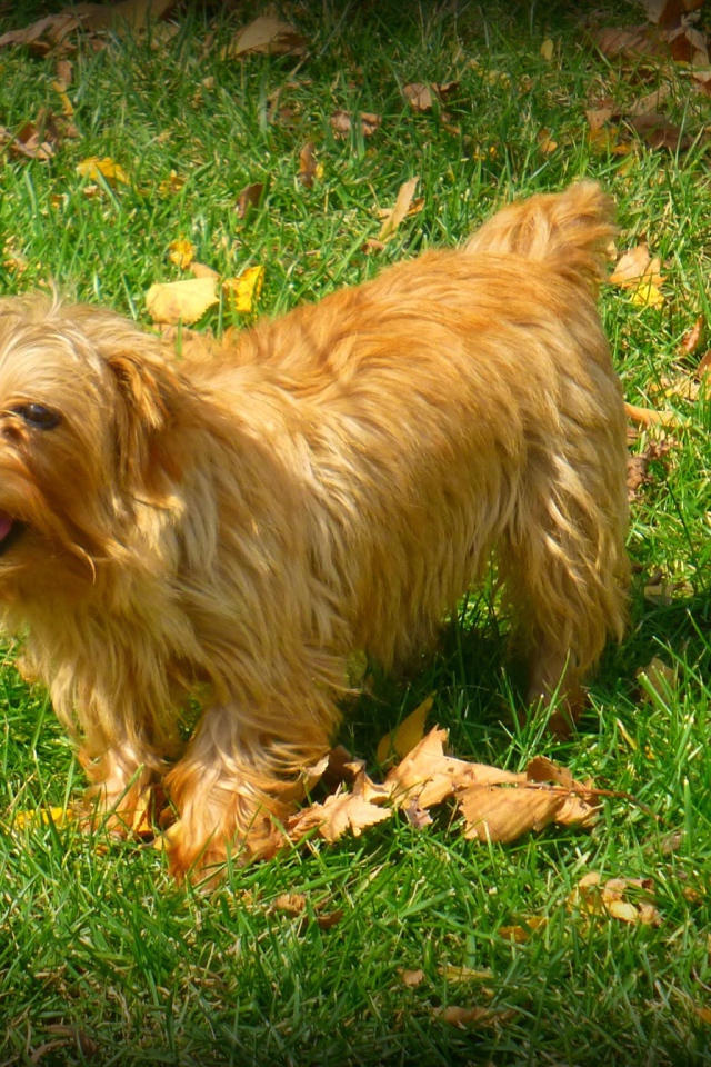 Веселый норфолк терьер