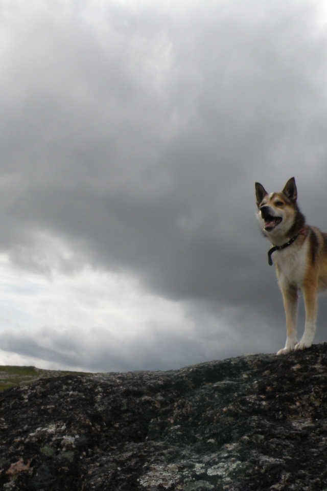 Веселый норвежский лундехунд