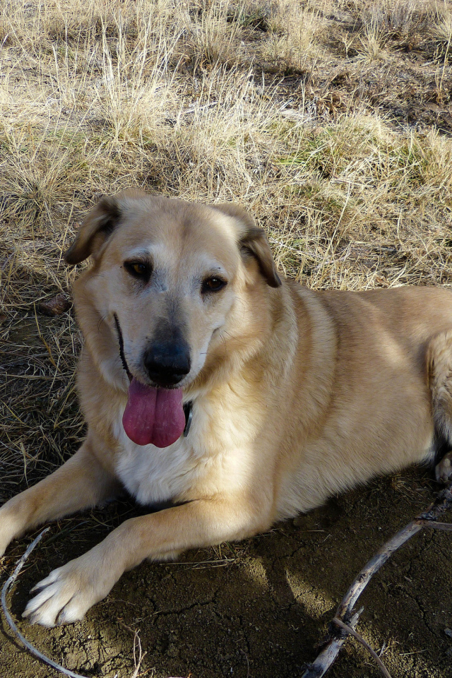 Веселая собака чинук