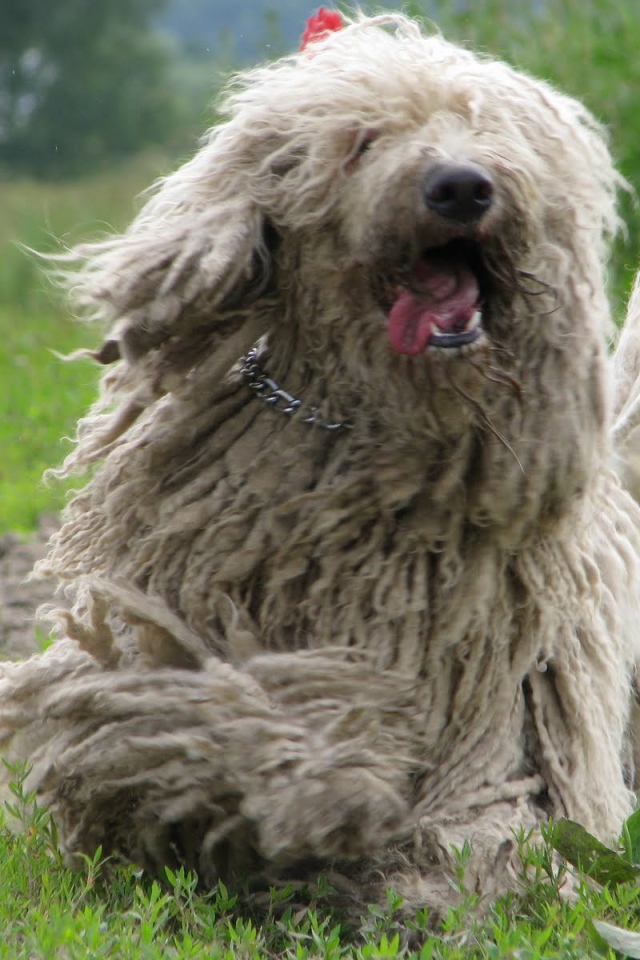 Веселый пес комондор