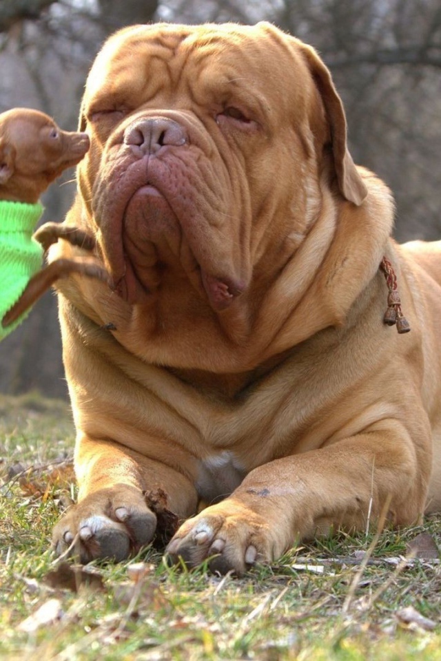 Чихуахуа и бульмастиф