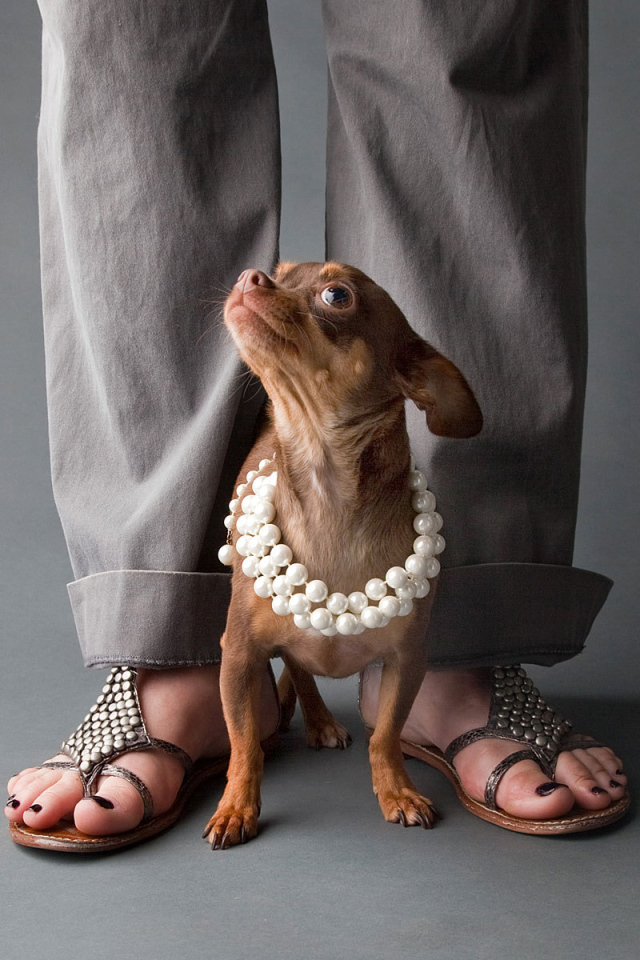 Чихуахуа у ног хозяйки