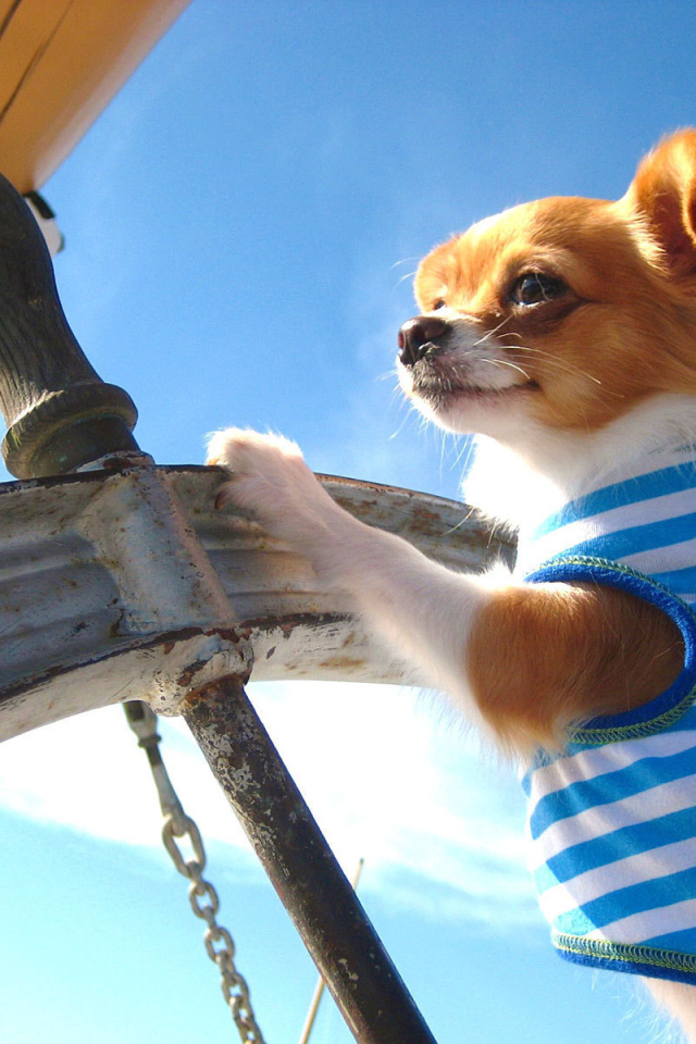 Чихуахуа капитан корабля