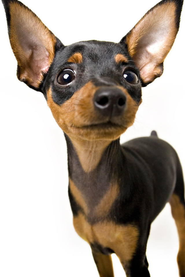 Собака чихуахуа смотрит вверх