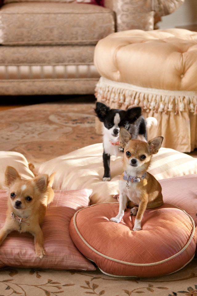 Собаки чихуахуа на подушках
