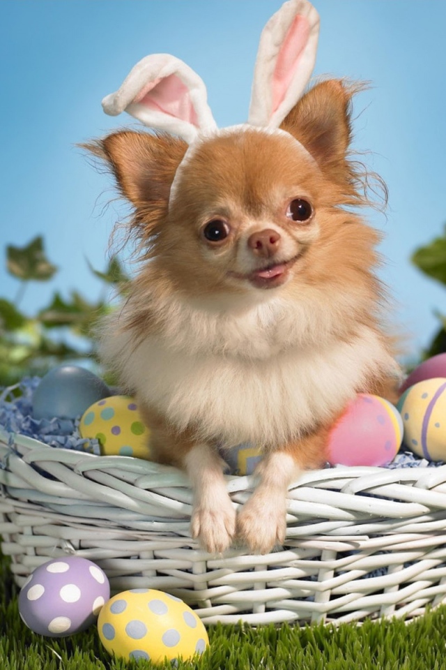 Девочка чихуахуа в корзине