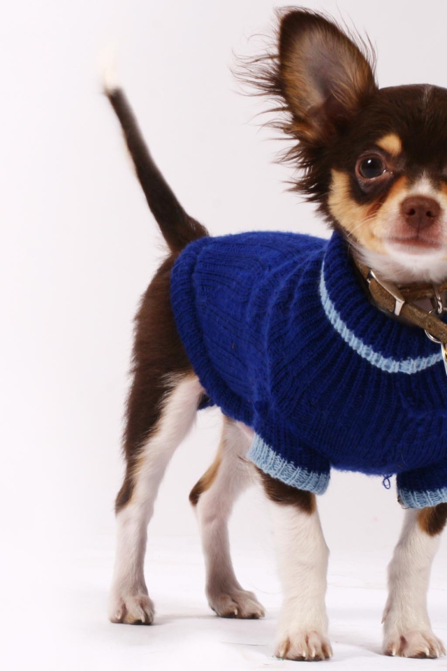 Чихуахуа в синем свитере