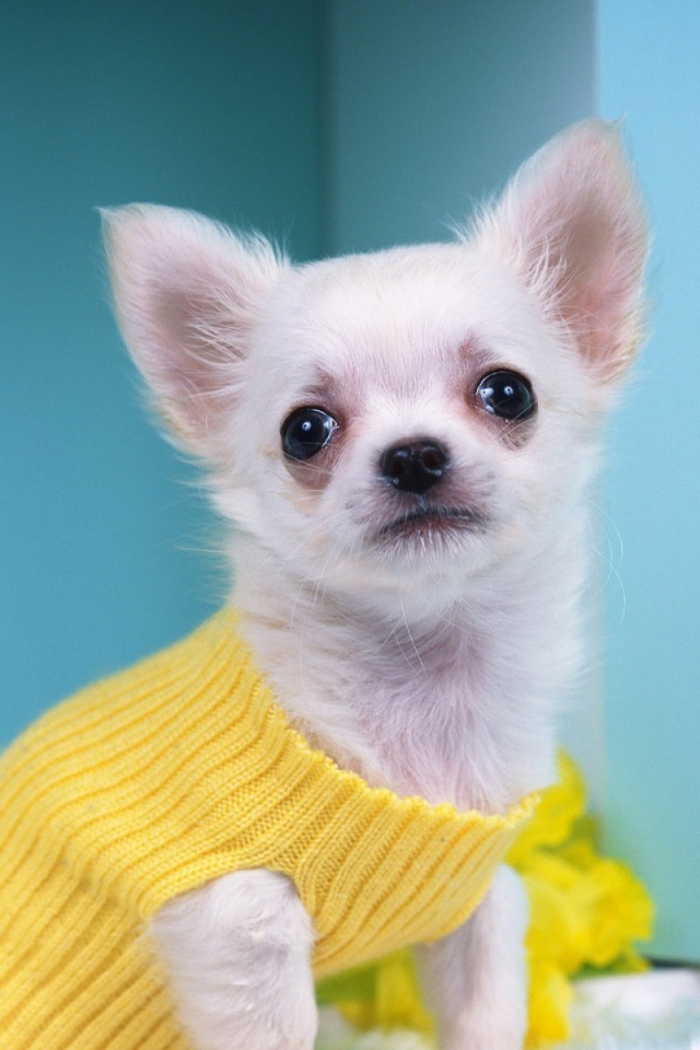 Чихуахуа в желтом свитере
