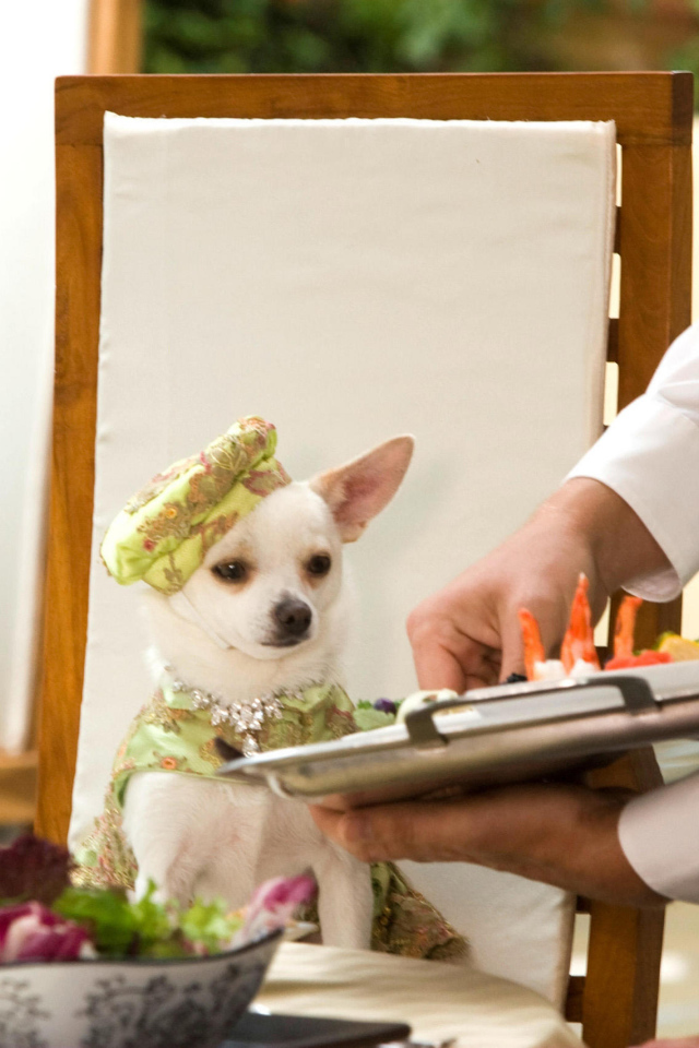 Чихуахуа в ресторане