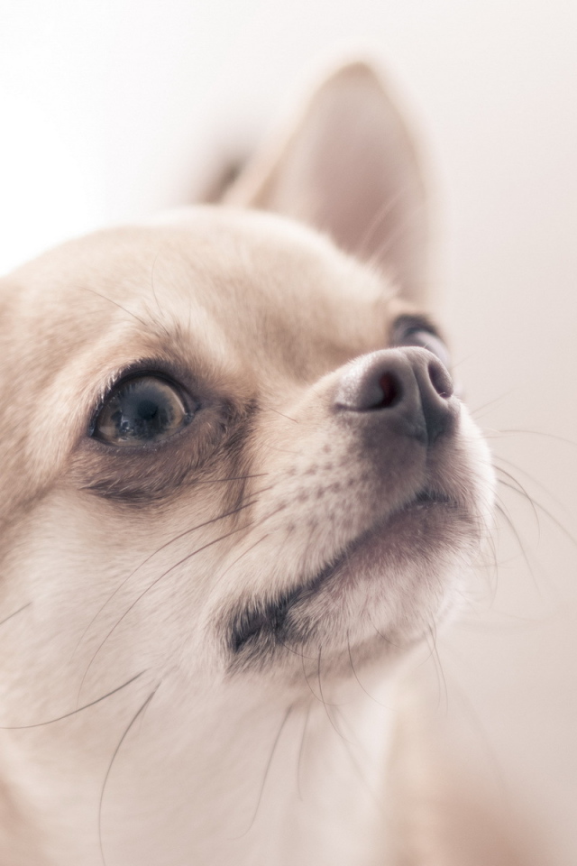 Чихуахуа смотрит вверх