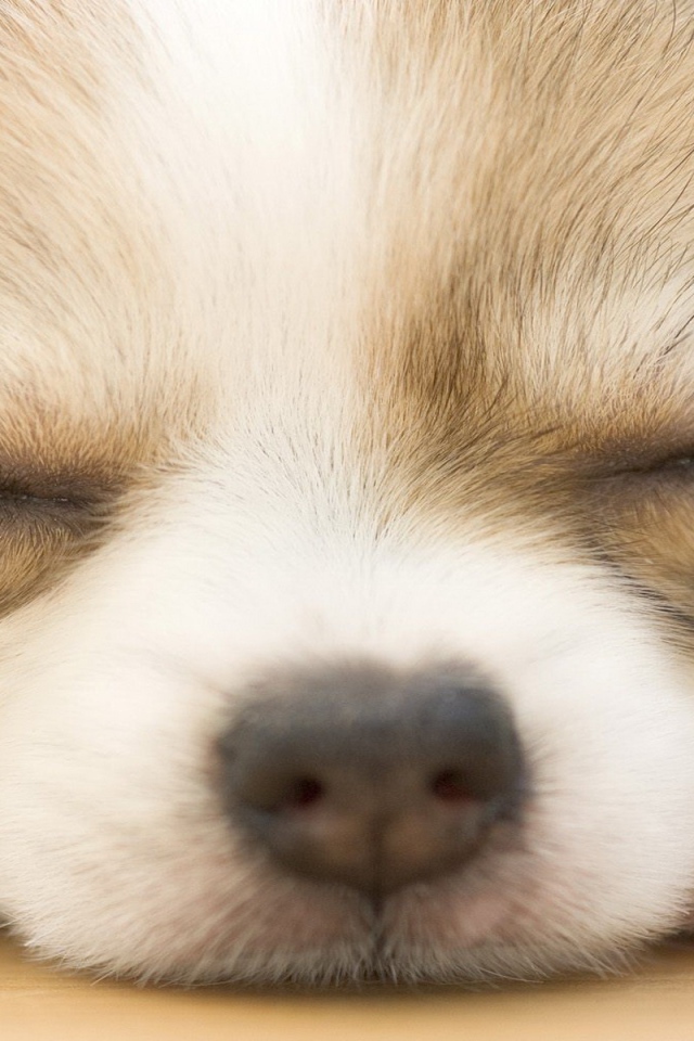 Chihuahua puppy sleeping