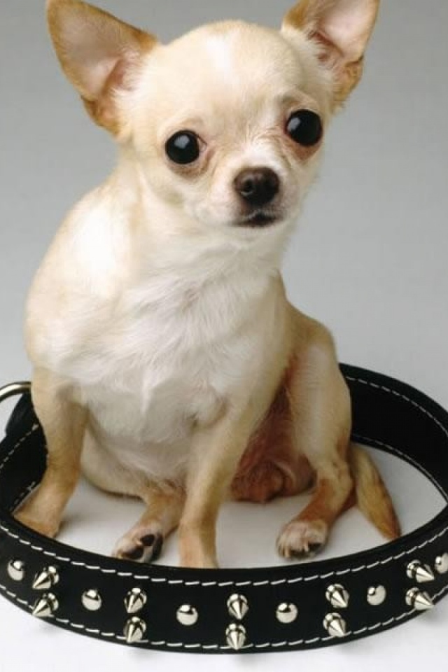 Чихуахуа сидит в ошейнике