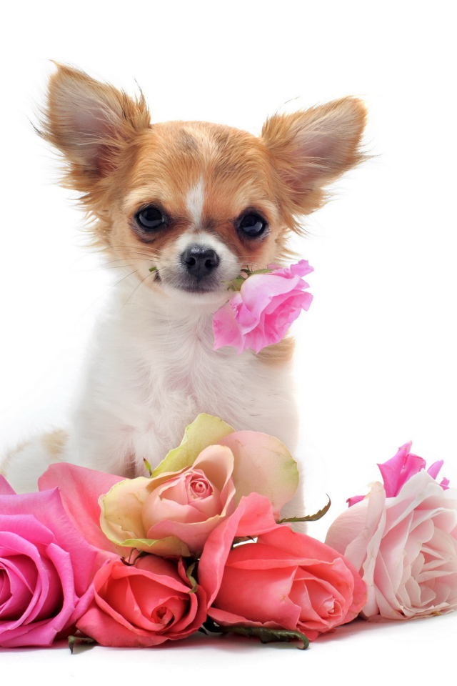 Чихуахуа с букетом роз