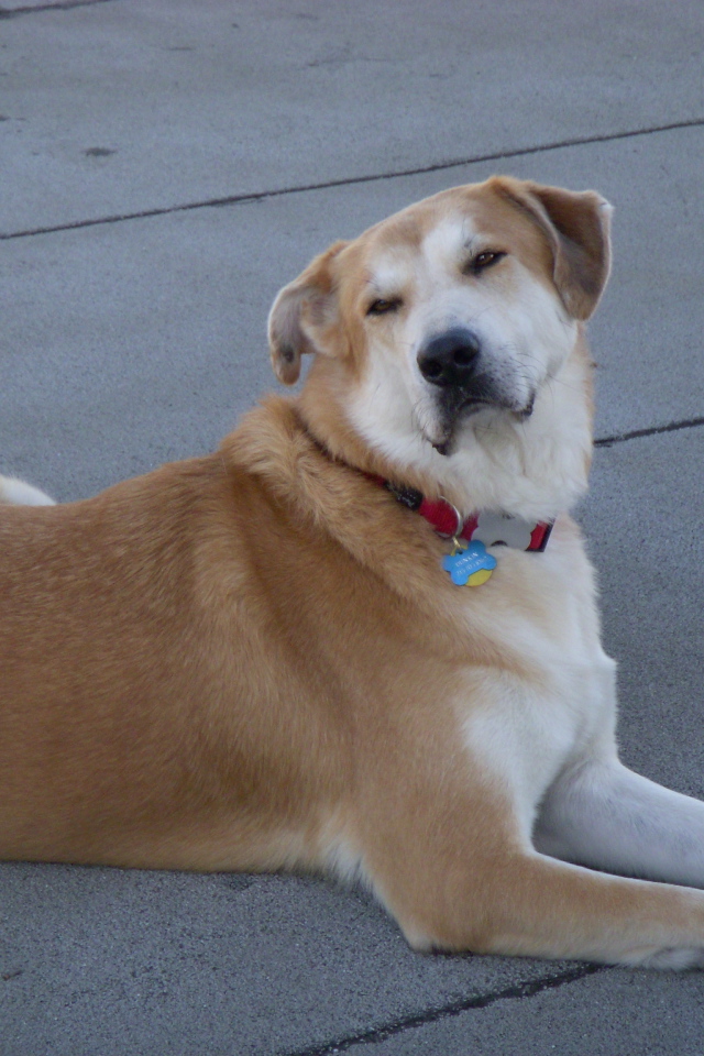 Порода собак чинук