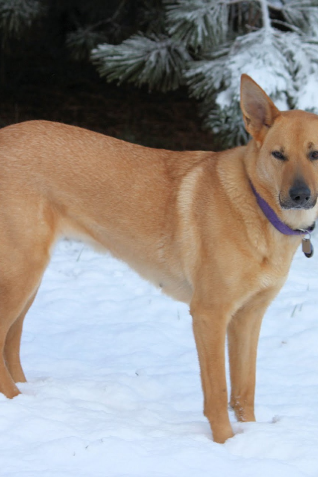 Чинук на снегу