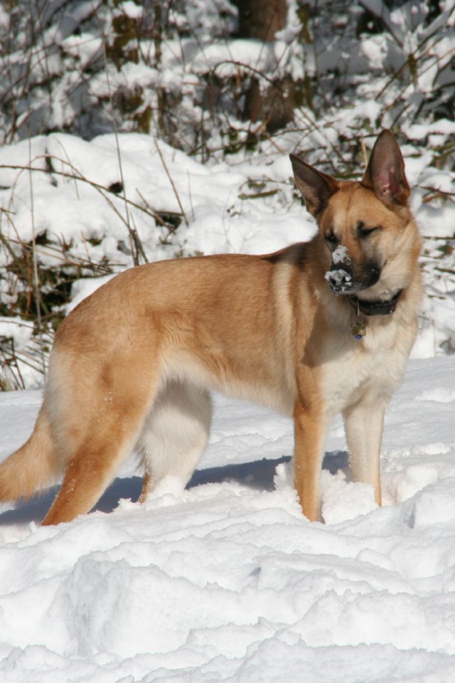 Чинук играет в снегу