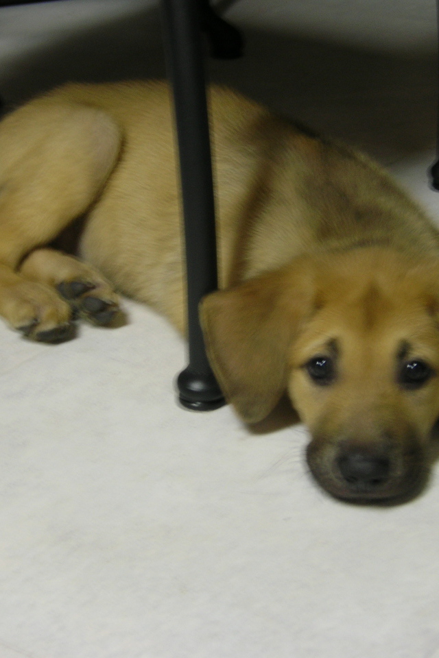 Щенок чинук на полу