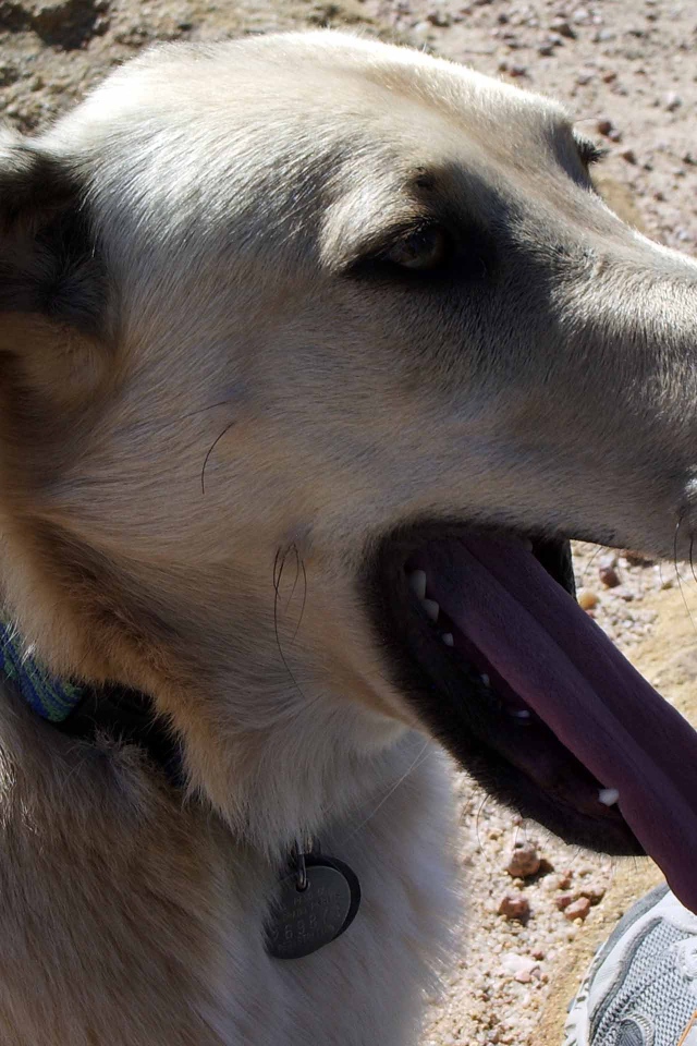 Чинук показал язык