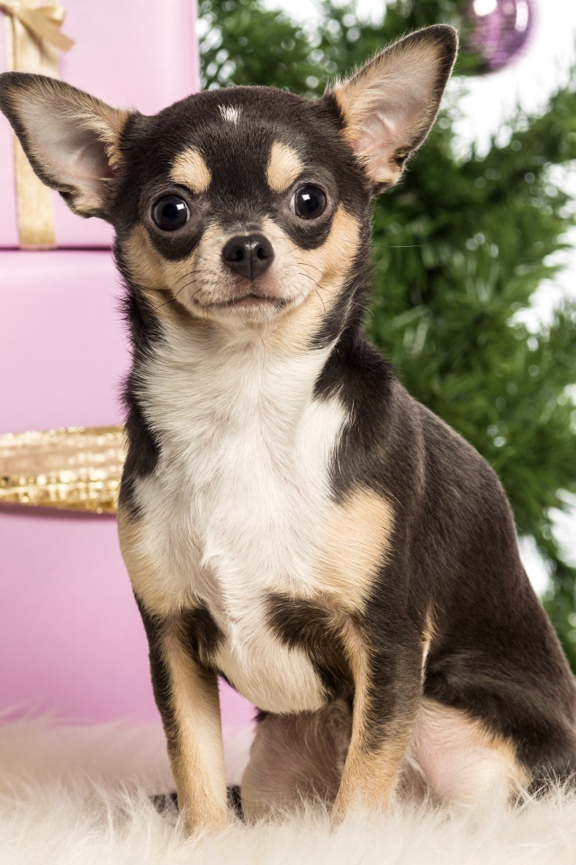 Christmas chihuahua